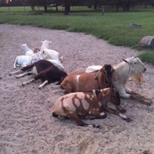 Planning to Buy a Goat: 12 Tips to Consider Image